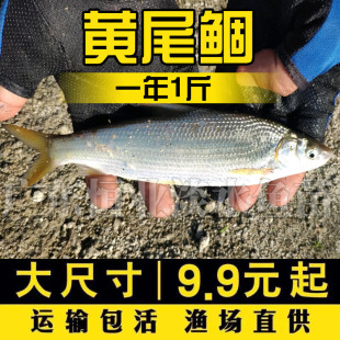 黄尾鯝鱼苗黄片鱼苗黄尾鱼苗黄鱼苗黄姑子淡水养殖桂花鱼鳜鱼苗