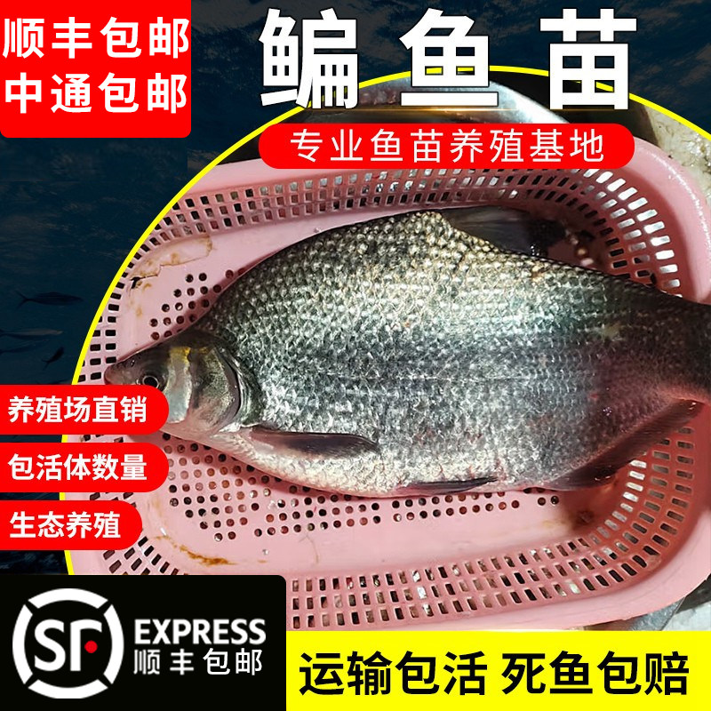 淡水鳊鱼苗武昌鱼苗三角鲂鱼团头鲂三角边活体沙边鱼养殖冷水包邮