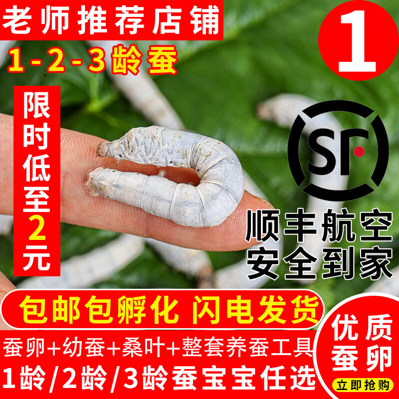 蚕宝宝活体蚕卵蚕籽学生养蚕套装春蚕蚕种送孵化盒鹅毛新鲜桑叶