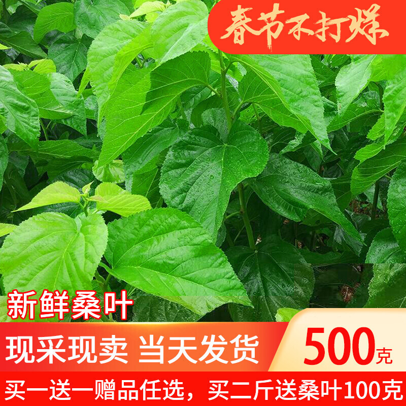 新鲜桑叶500克桑叶新鲜蚕宝宝食物鲜嫩学生养蚕现摘蚕卵嫩叶大叶