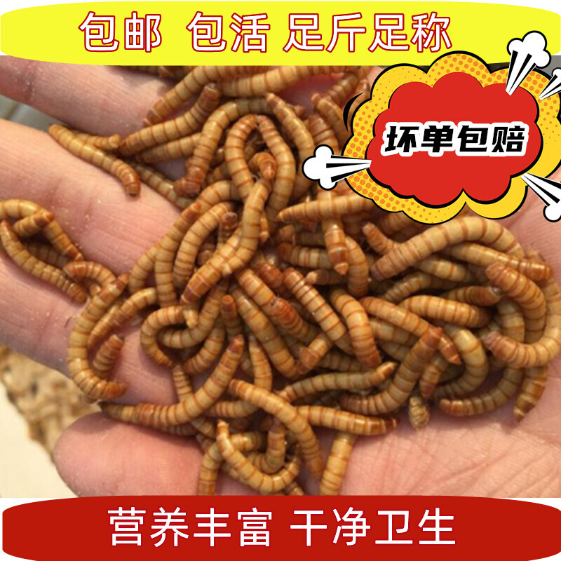 鲜活面包虫饲料养殖活虫鸟食黄粉虫守宫蜥蜴食物蜜袋鼯仓鼠粮食