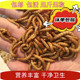 鲜活面包虫饲料养殖活虫鸟食黄粉虫守宫蜥蜴食物蜜袋鼯仓鼠粮食