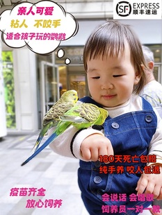 纯手养虎皮鹦鹉活体会学说话一对公母活鸟宠物包繁殖活物幼鸟小鸟