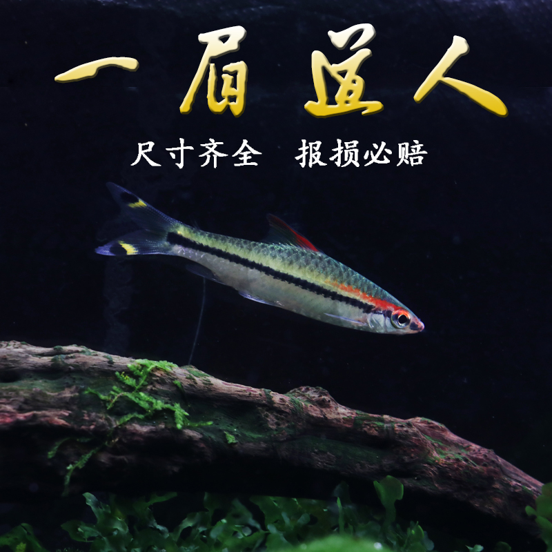 一眉道人鱼群游鱼热带鱼草缸灯科鱼活体淡水小型鱼活体耐养观赏鱼