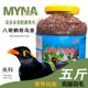 央科鹩哥鸟食八哥饲料营养画眉鸟专用鹩哥饲料5斤亮毛肥膘