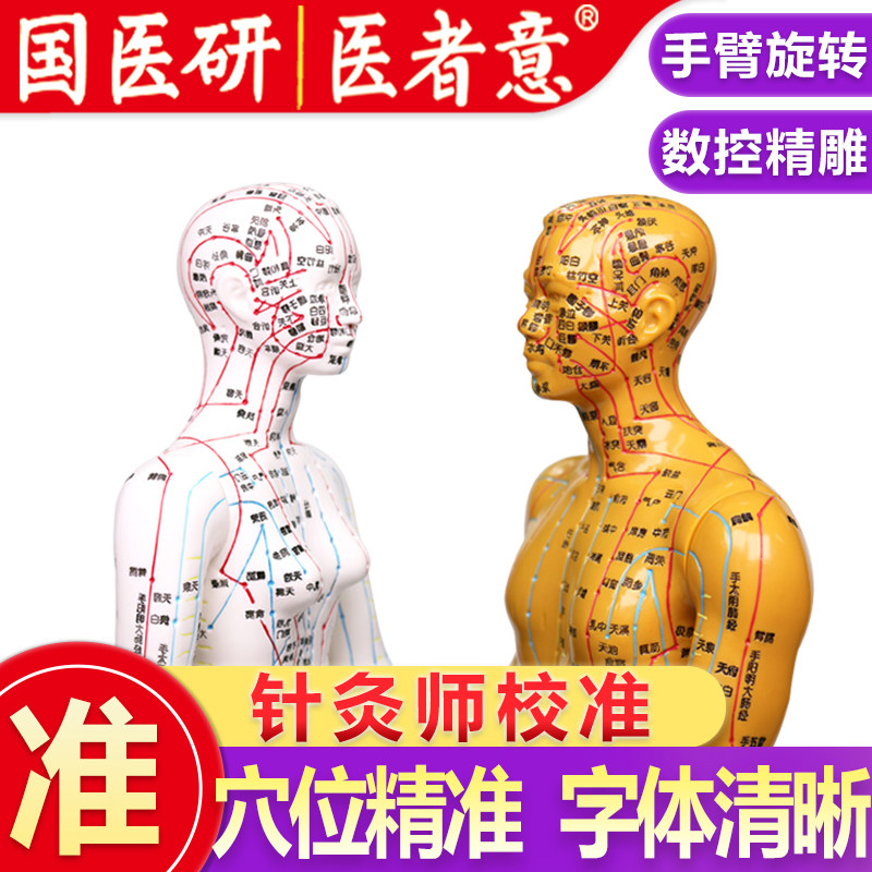 医者意针灸穴位人体模型经络男女