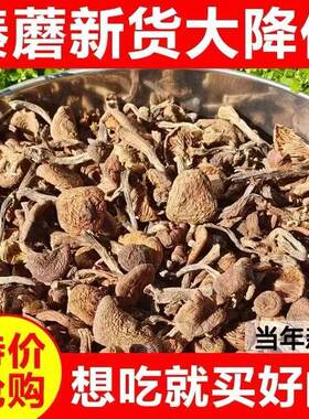 东北野生榛蘑长白山小鸡炖蘑菇