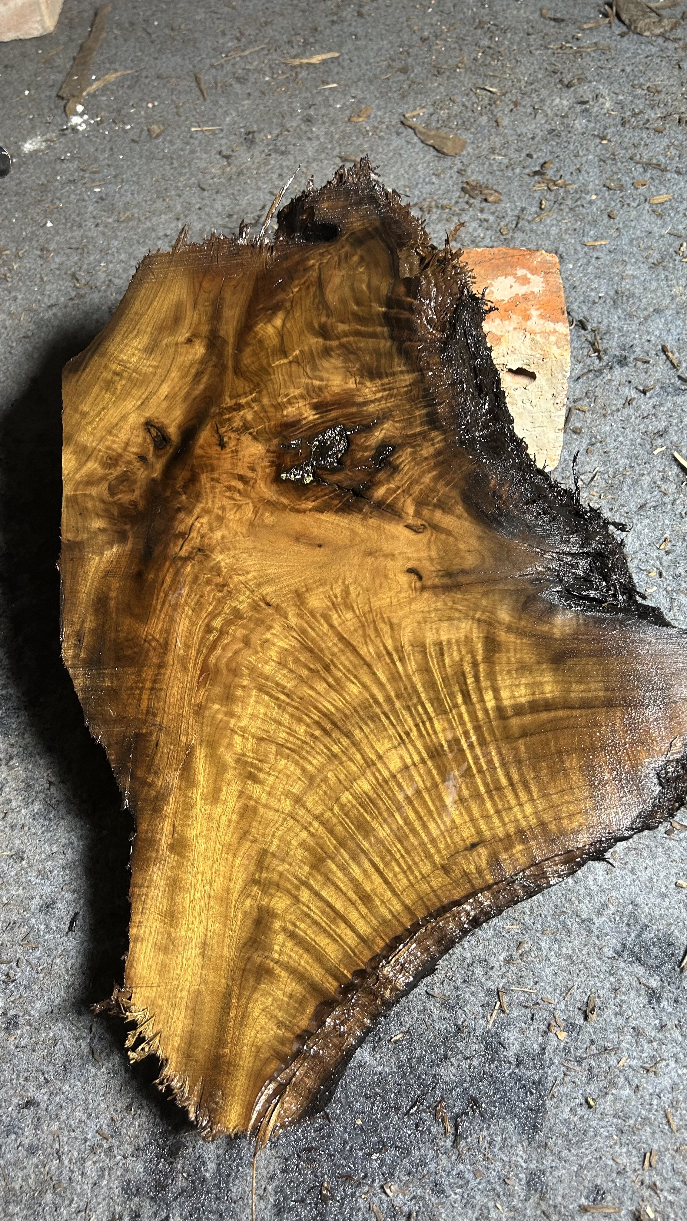 阴沉金丝楠木料凤尾水波穿透，干泡茶盘工艺珠珠料尺寸 50/33/3.8