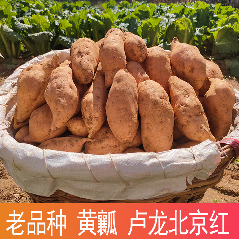 卢龙黄皮黄心新鲜红薯沙地地瓜农家自种番薯黄瓤地瓜北京红蜜薯