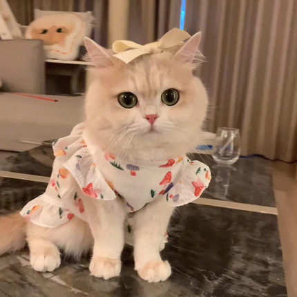 薄款猫咪衣服可牵引外出夏季透气公主裙可爱卡通款宠物狗狗防掉毛