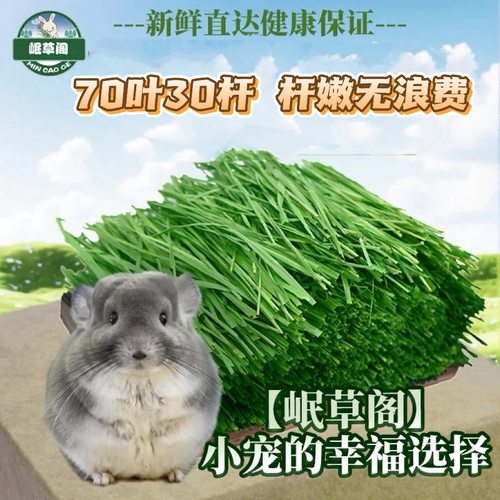 【精品烘干】提摩西草兔子龙猫兔饲料牧草兔子干草兔提摩西草