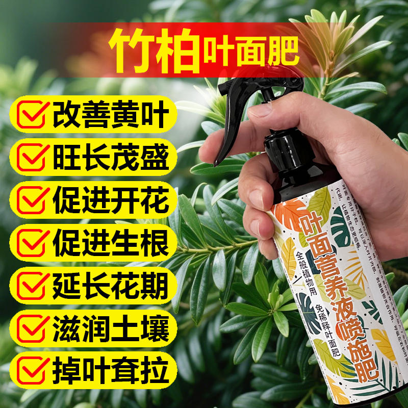 竹柏专用肥料养殖驱蚊竹平安竹长寿竹盆栽土培水培营养液叶面肥料