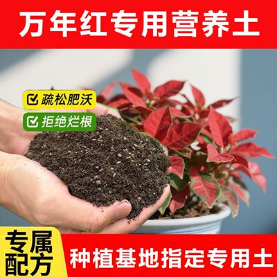 万年红花盆栽专用营养土体如意皇后吉利红植物浓缩专用土水培家用