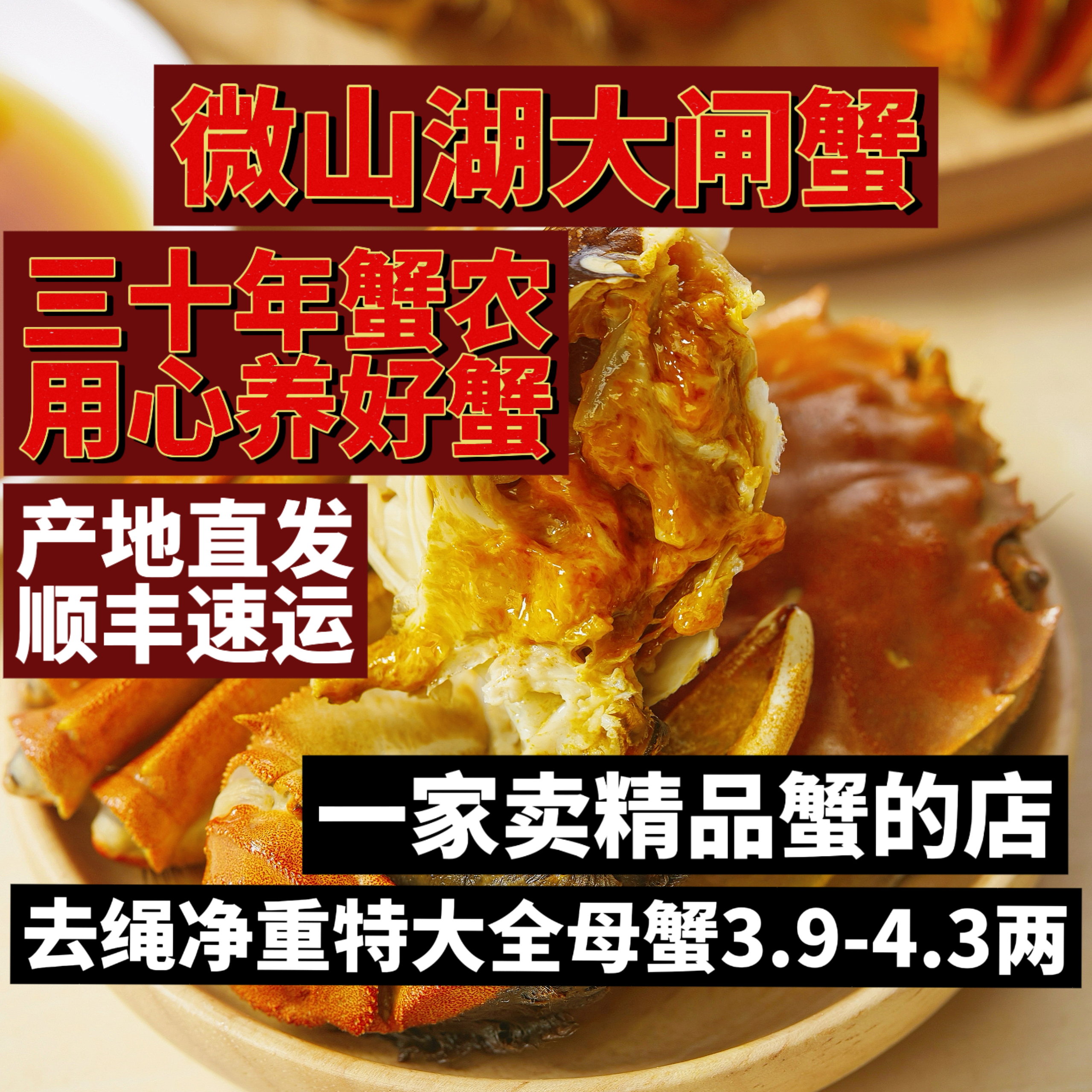 山东微山湖特大精品全母蟹顶盖肥
