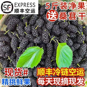 2026新鲜桑葚现摘无沙免洗黑果桑椹孕妇水果泡酒桑果酵素顺丰包邮