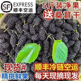 2026新鲜桑葚现摘无沙免洗黑果桑椹孕妇水果泡酒桑果酵素顺丰包邮