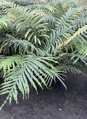 多年生常绿庭院盆栽造景耐阴室外