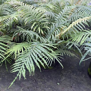 乌毛蕨类植物室内室外造景多年生耐阴常绿庭院盆栽生态园花园设计