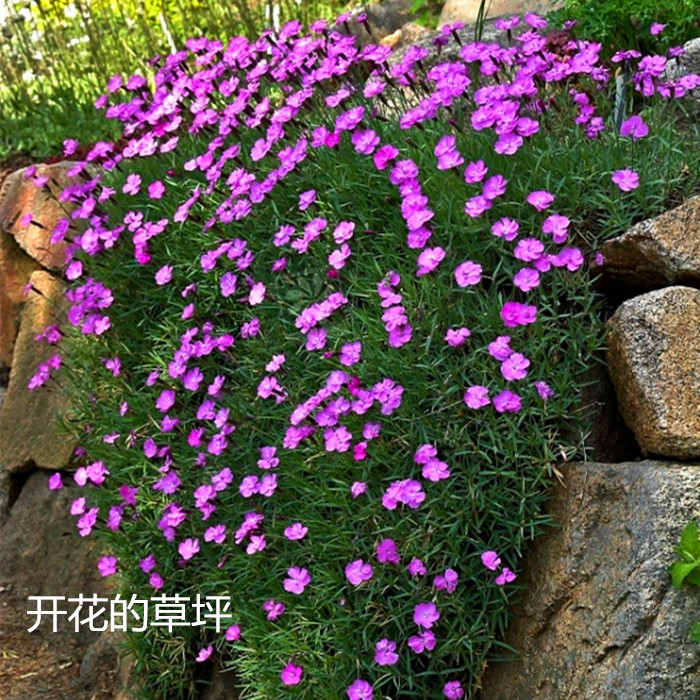 欧石竹花苗盆栽包邮花姬石竹开花的草坪花期长多年生耐寒带花发货