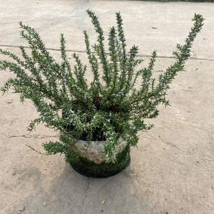 迷迭香盆栽香草植物百里香易活多年生香草阳台庭院多年生宿根植物