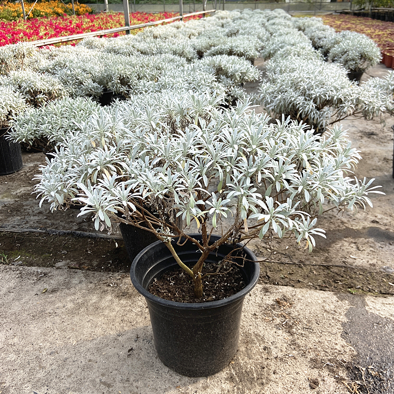 芙蓉菊花盆栽绿植盆景阳台庭院耐寒耐热植物雪艾白艾带原土包邮 鲜花速递/花卉仿真/绿植园艺 时令草本花卉 原图主图