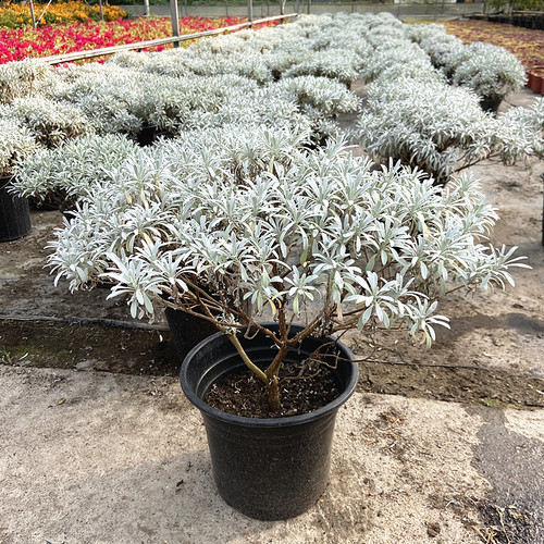 芙蓉菊花阳台耐寒绿植盆栽包邮