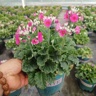 四季樱草盆栽彩云报春阳台庭院冬季耐寒草本花卉好养易活植物