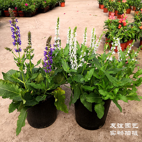 林荫鼠尾草绿植庭院阳台花苗绿植