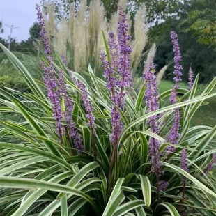 金边麦冬草花镜植物多年生宿根庭院地被耐寒耐热花坛搭配草矮麦冬