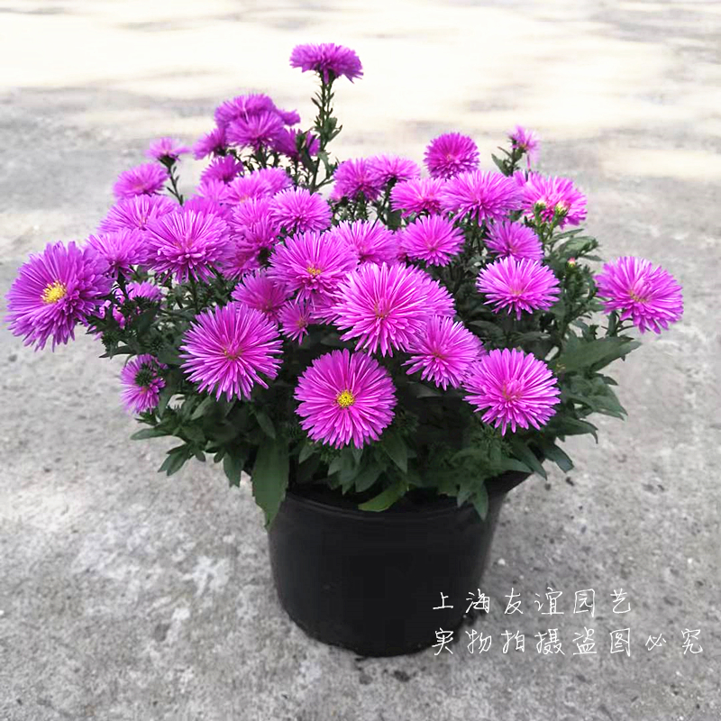 荷兰菊千头菊多年生耐寒