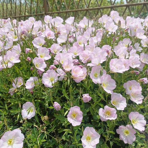 美丽月见草多年生宿根花卉花期长