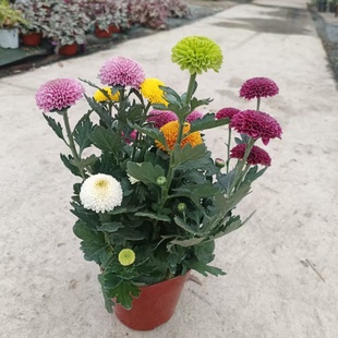 乒乓菊盆栽球菊花苗阳台庭院多年生草本花卉花期长好养易活带原土