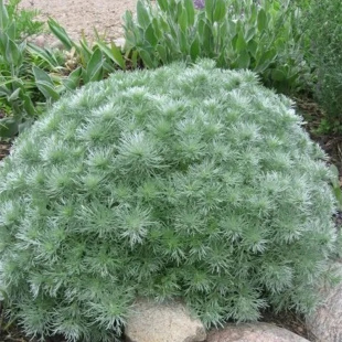 朝雾草银蒿盆栽绿植低矮植物室外盆景阳台驱蚊常绿宿根花镜耐热草