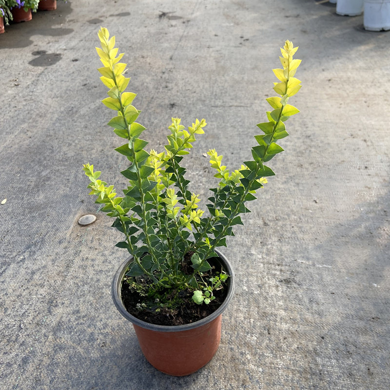 刀叶三角金合欢尤加利盆栽多年生耐寒植物银水滴室内网红绿植包邮