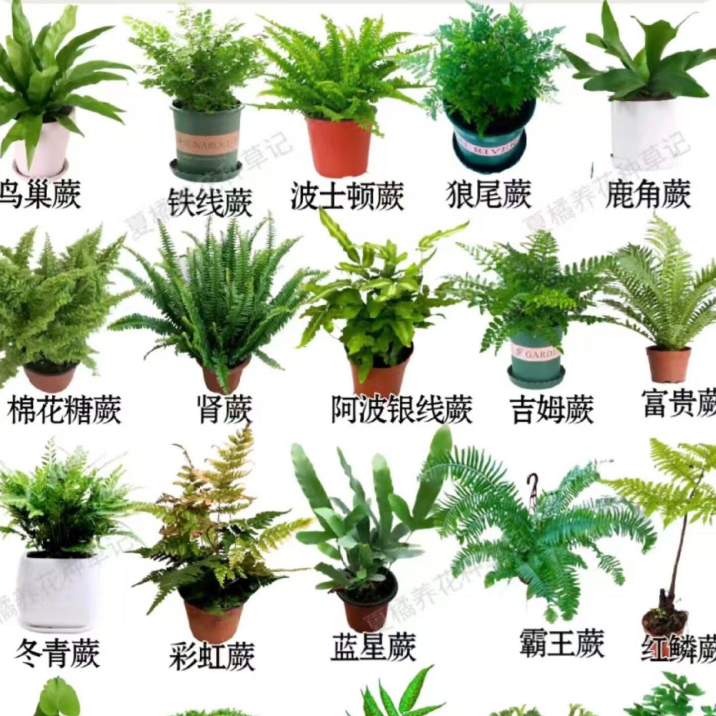 蕨类植物大全盆栽室内耐阴喜湿客厅办公室观叶绿植多品种组合好养