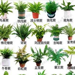 蕨类植物大全盆栽室内耐阴喜湿客厅办公室观叶绿植多品种组合好养
