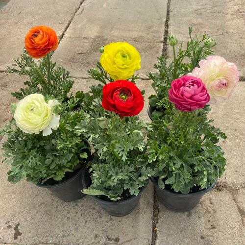 重瓣洋牡丹球根耐寒易活盆栽