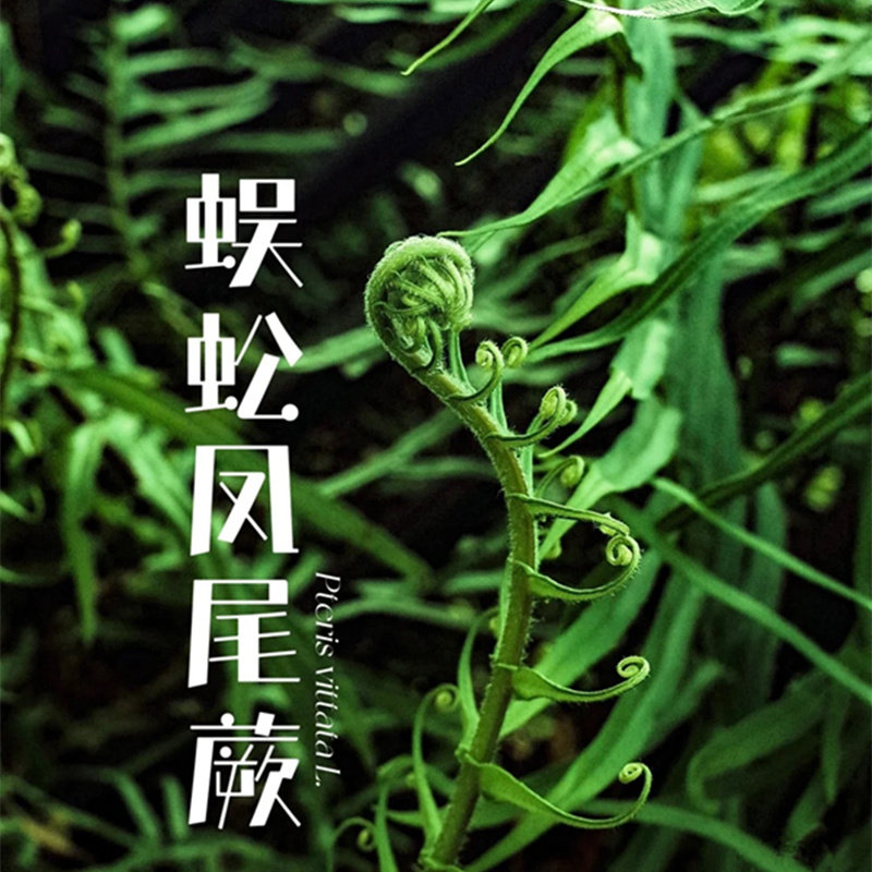 蜈蚣草蕨盆栽凤尾蕨耐荫庭院蕨类花镜植物绿植富贵蕨好养喜湿包邮