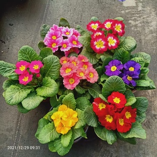 欧洲报春花盆栽玫瑰报春花苗阳台庭院冬季耐寒花卉樱花草好养花卉