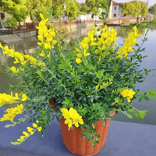 金雀花盆栽木本花卉多年生阳台庭院花镜黄金雀大盆老桩盆景金丝雀