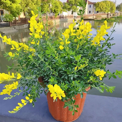 金雀花阳台庭院春季开花带花黄色