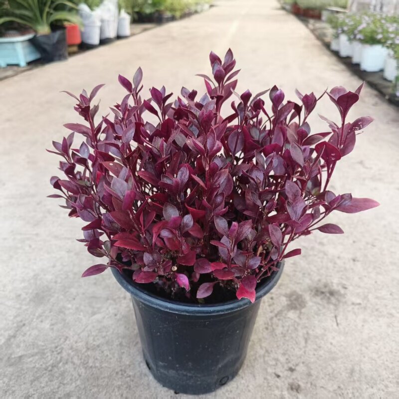 紫叶莲子草盆栽红莲子草花镜植物阳台庭院多年生观叶花卉绿植