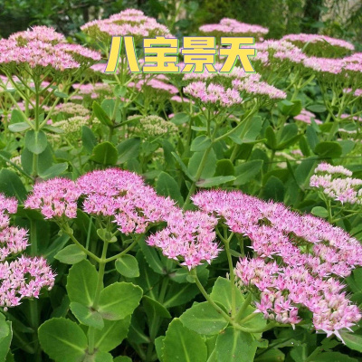 景天科多年生宿根植物花卉阳台夏