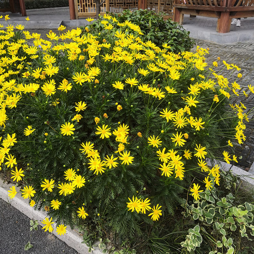 盆栽室外假山耐寒耐热四季菊花苗