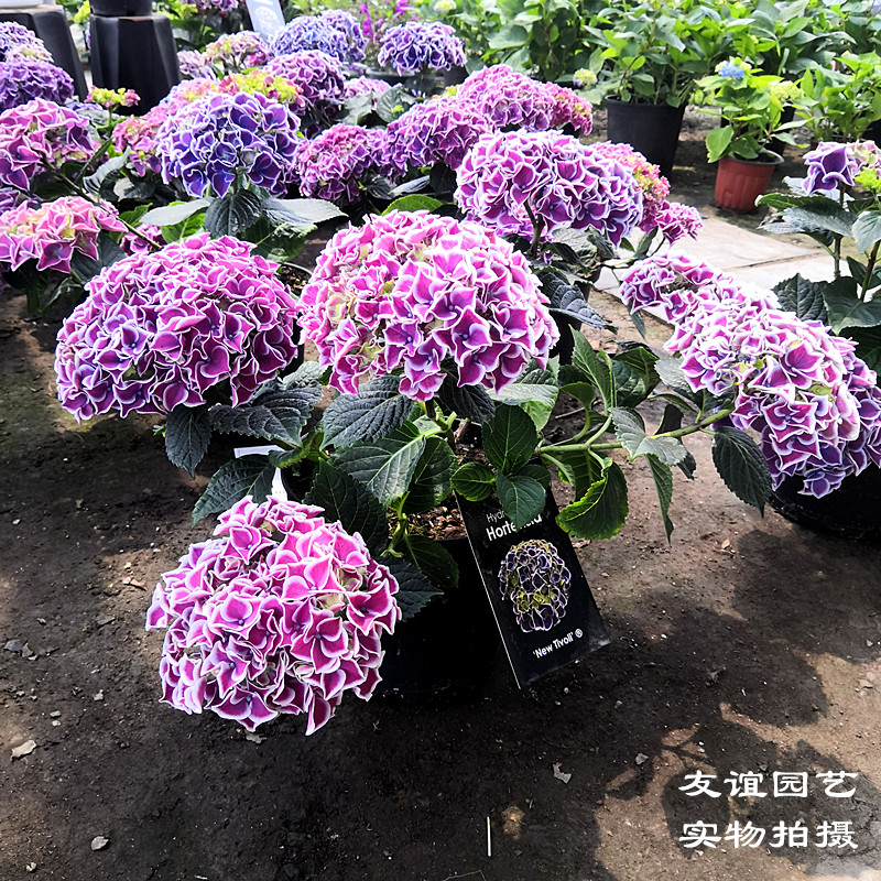 绣球花苗无尽夏八仙花观花盆栽花卉宿根植物大苗花期长带原土包邮
