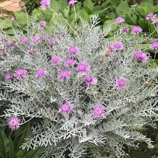 银叶粉花矢车菊盆栽红花银叶菊银羽阳台庭院菊科银色系多年生花卉