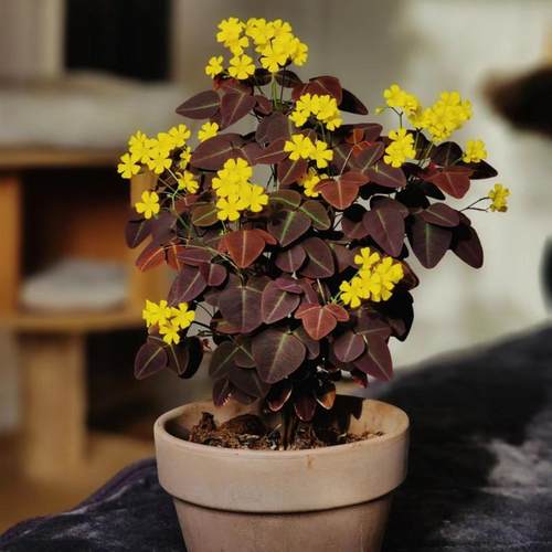 树状火蕨酢浆草盆栽绿植多年生