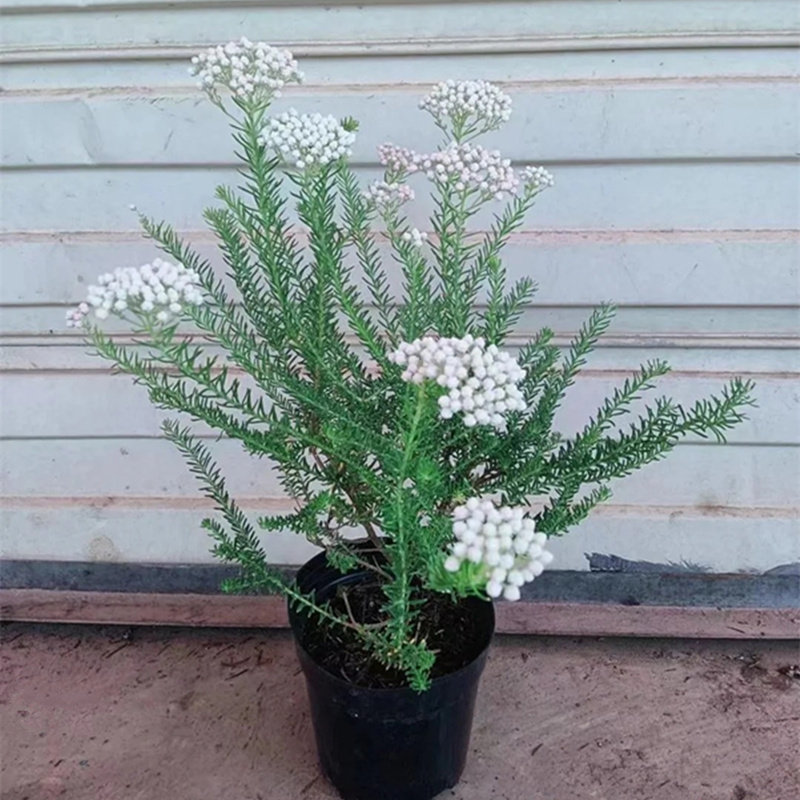 趣味澳洲米花树盆栽大苗庭院阳台多年生常绿灌木花卉白色花镜植物