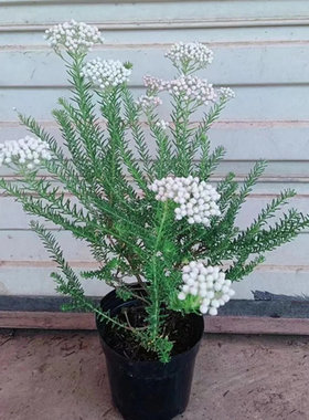 澳洲米花多年生阳台冬季花卉大苗
