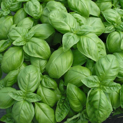 香草植物罗勒九层塔阳台庭院秋季
